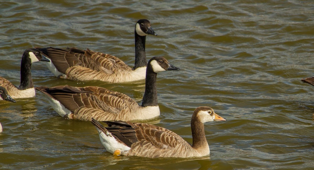 Canada Goose x Graylag Goose hybrid