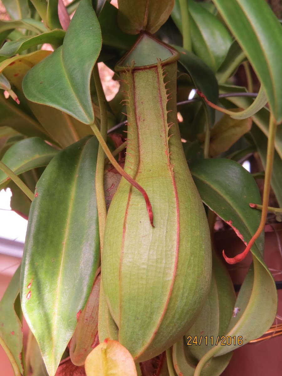 Pitcher Plant