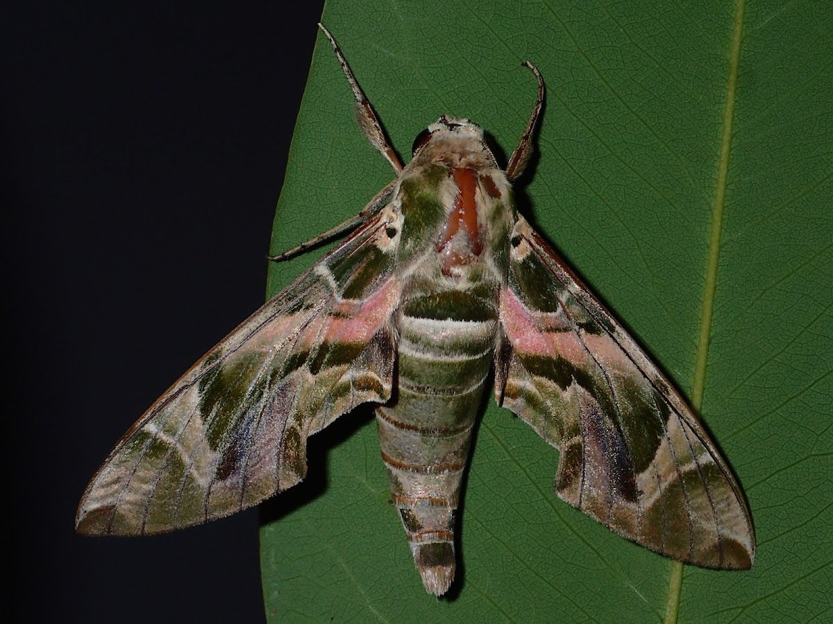 Oleander Hawkmoth