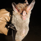 Woolly False Vampire Bat