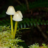 Yellowleg Bonnet