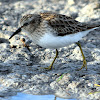 Least Sandpiper