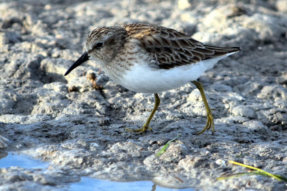 Least Sandpiper