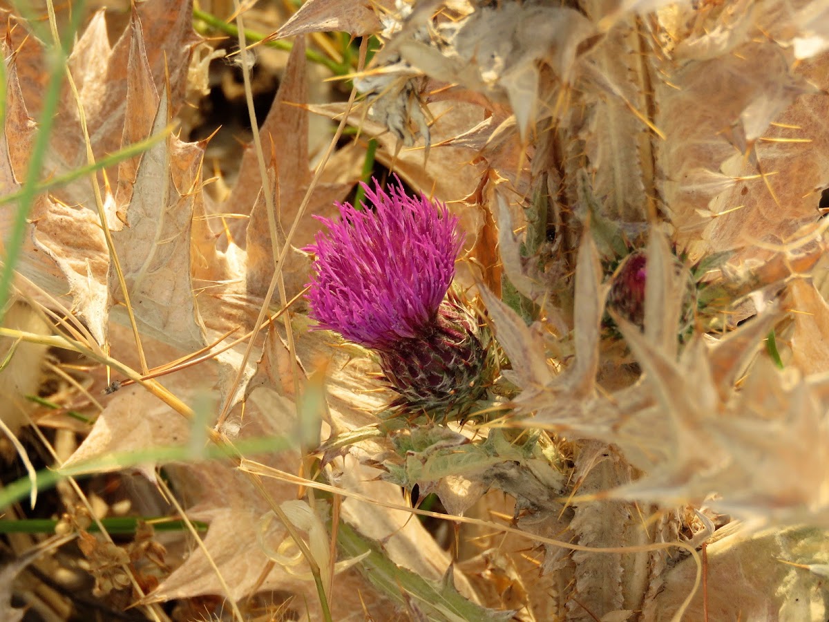 Cardoon