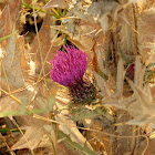 Cardoon