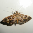Moth Samea