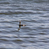 Pied-blled Grebe