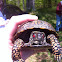 Eastern Box Turtle