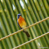 Tickell's blue flycatcher