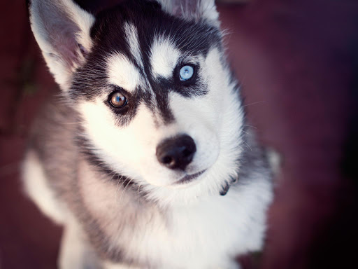 Husky Pup Wallpapers HD