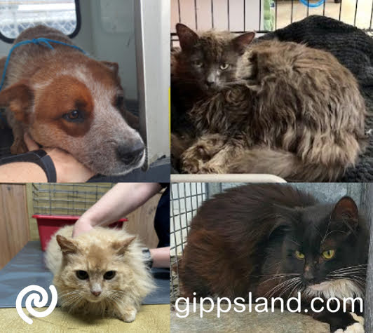 If you recognise any of these darlings, they are all being taken care of at the South Gippsland Animal Shelter until their owner gets them