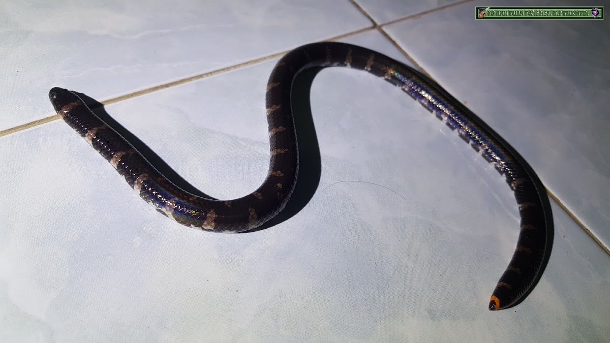 Red-tailed Pipe Snake