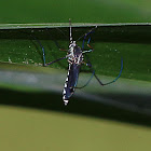 White-bellied Mosquito