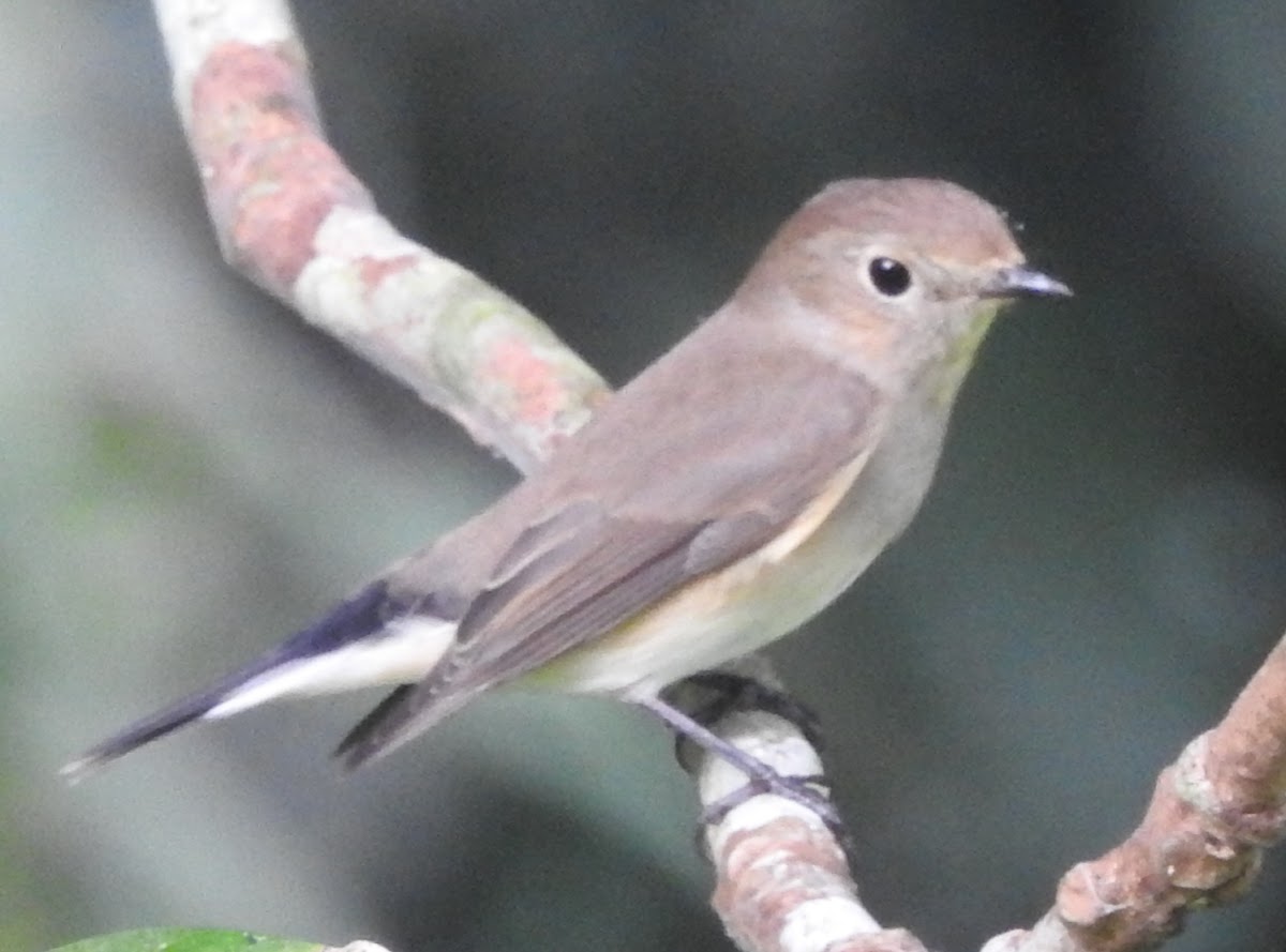 Taiga Flycatcher