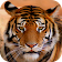 Tiger Sounds icon