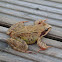 Common Frog