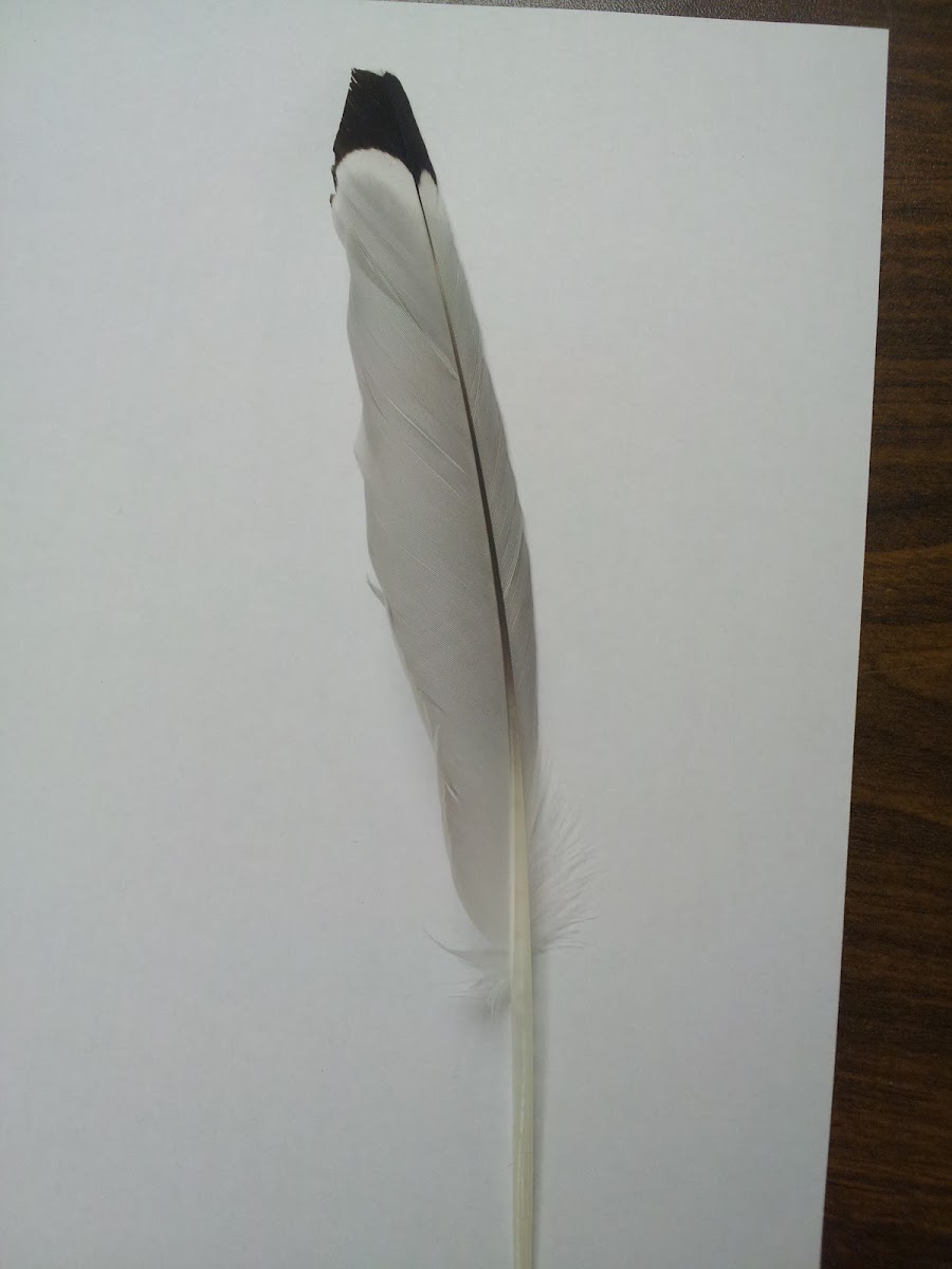 Ring-billed Gull - primary wing feather