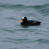 surf scoter