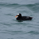 surf scoter