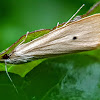 Yellow stem borer, Rice yellow stem borer.