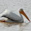 American White Pelican