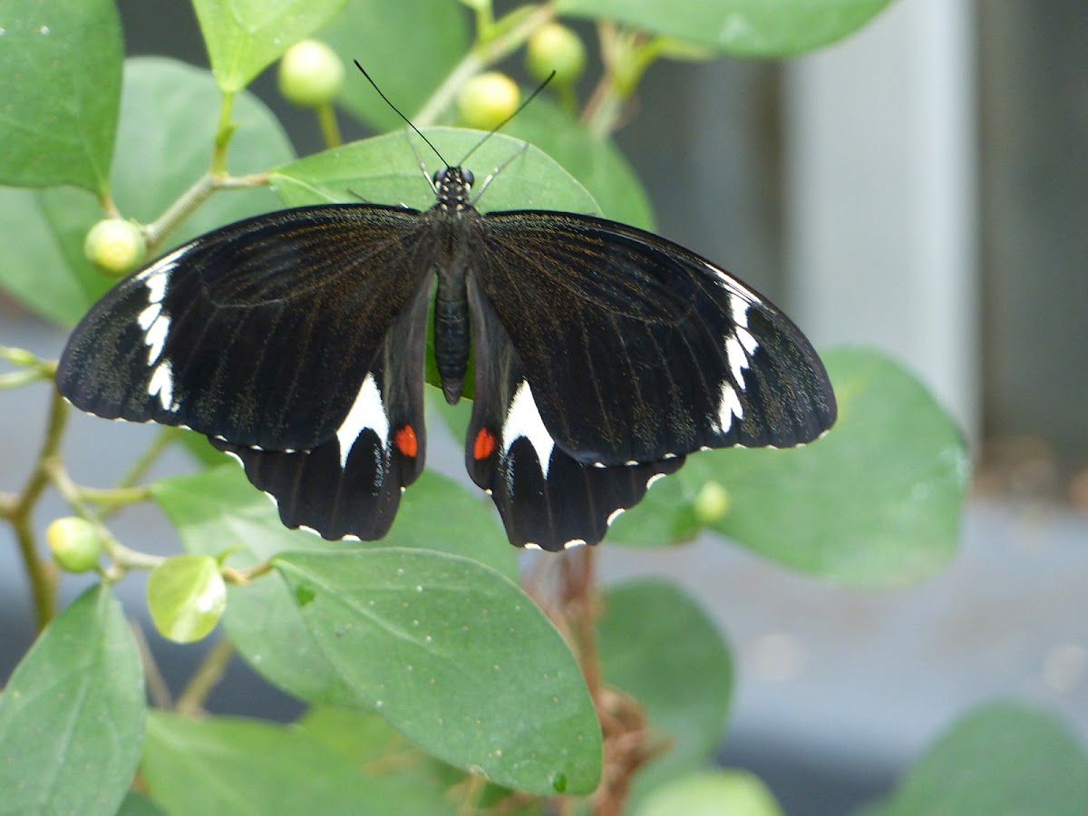 Orchard Swallowtail