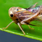 Mango leafhopper