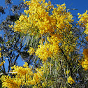 Wallangarra Wattle