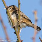 Zitting Cisticola