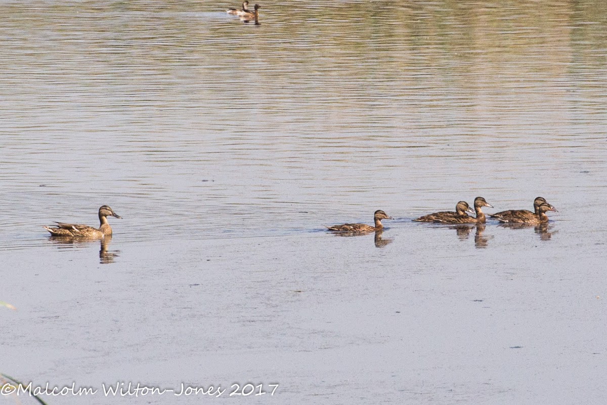 Mallard; Anade Real