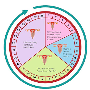 The most common menstrual cycle length is between 23 and 35 days.