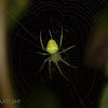 Araneus cingulatus