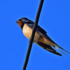 Barn Swallow