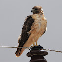 Southwestern red-tailed hawk