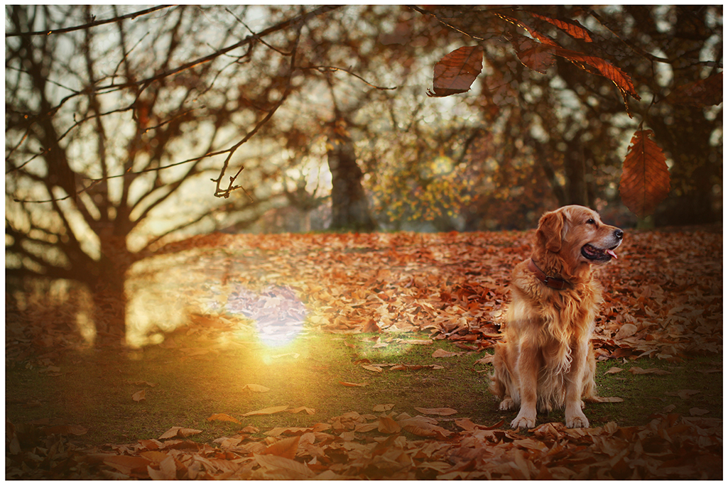 Autumn in Greenwich di giu.ba