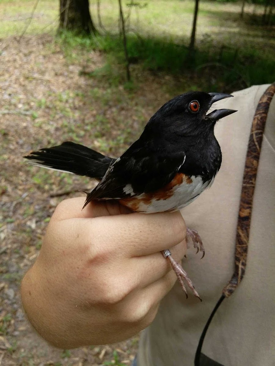 Eastern Towhee