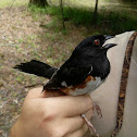 Eastern Towhee