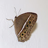 Dark-Branded Bushbrown Butterfly