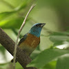 Lazuli Bunting