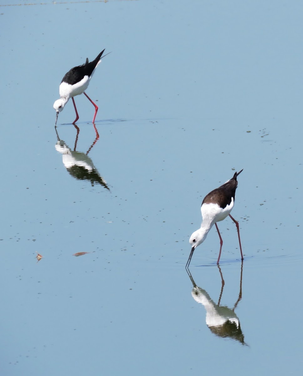 Black-winged Stilt