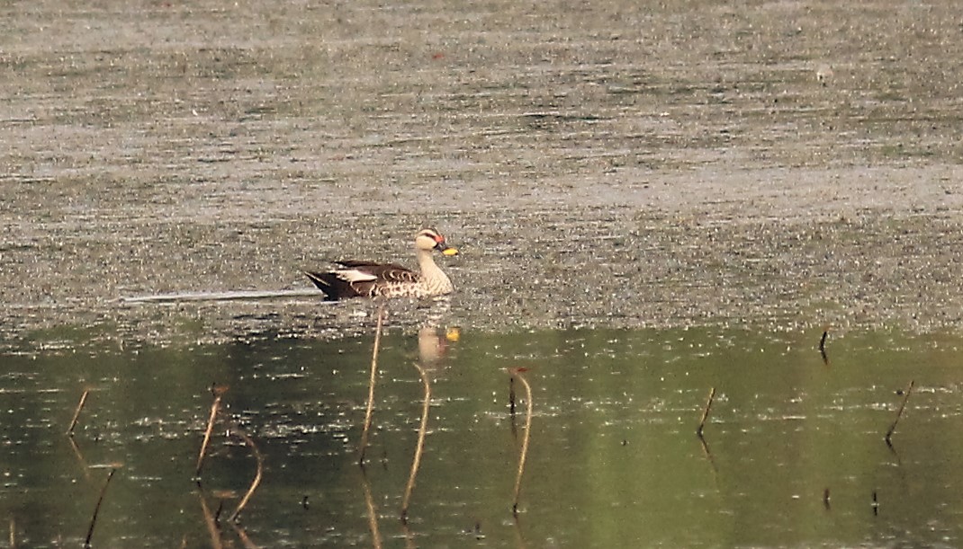 Spot-billed Duck