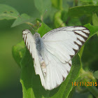 Striped Albatross Butterfly