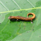 Peruvian Salamander