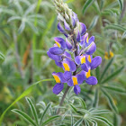 Andean Lupine