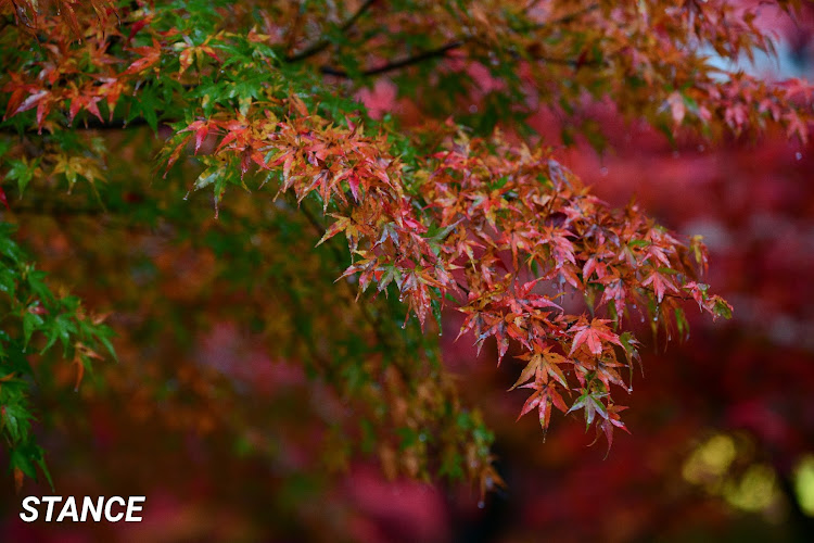 フィットのNIKKOR70-200f2.8・NIKKOR 200‐500㎜ f5.6・Tokina28-70f2.8・紅葉撮影・大は小を兼ねるに関するカスタム事例の投稿画像23枚目