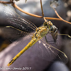 Red-veined Darter