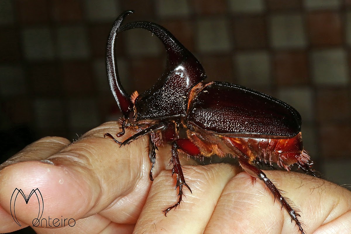 Rhinoceros Beetle