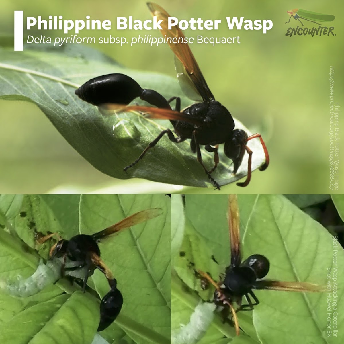 Philippine Black Potter Wasp