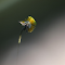 Item logo image for Young lotus stem
