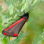 Cinnabar moth; Polilla cinabrio